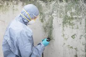 Why You Should Choose Our Mold Remediation Services in Pine Air, FL